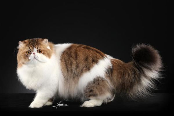 波斯猫的图片(它真的很好照顾吗)