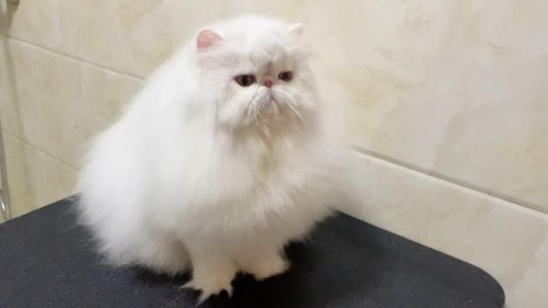 波斯猫的图片(它真的很好照顾吗)