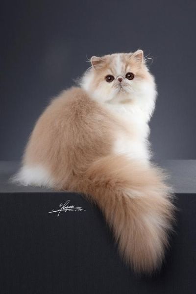 波斯猫论坛首页(你了解波斯猫吗)