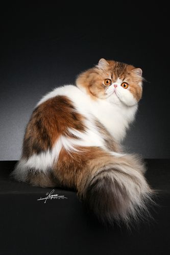 波斯猫论坛首页(你了解波斯猫吗)