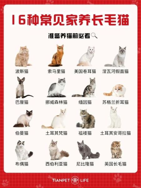 波米拉猫(到底有什么区别)