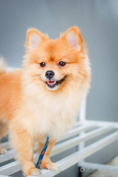 波美拉尼亚犬( 它会容易生病吗)