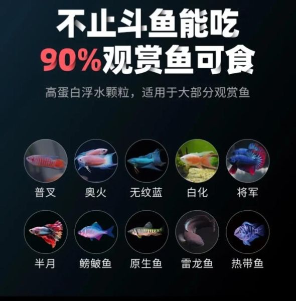 泰国斗鱼吃什么(活食真的比饲料好吗)