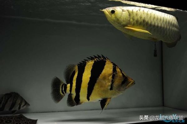 泰国虎鱼(真的像老虎一样威武吗)