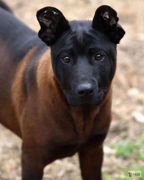 泰皇脊背犬( 它真的跟德国牧羊犬一样聪明吗)