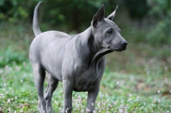 泰皇脊背犬( 它真的跟德国牧羊犬一样聪明吗)