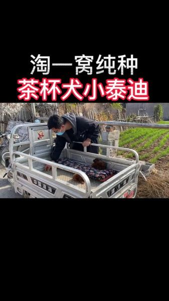 泰迪多少钱(到底要花多少钱)