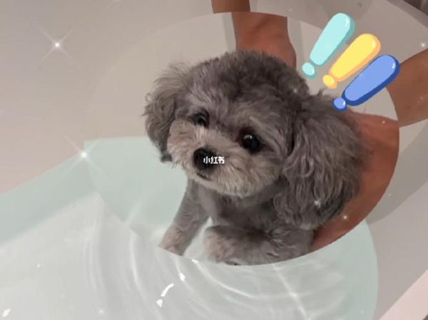 泰迪学游泳(安全问题如何保障)