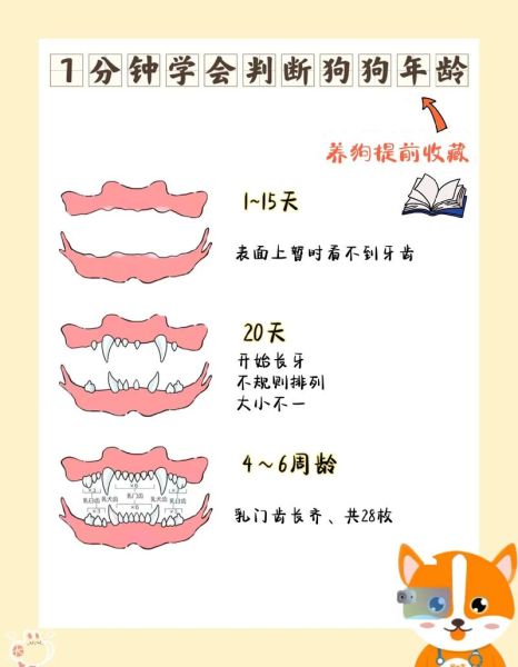 泰迪怎么看年龄(从哪些特征判断)