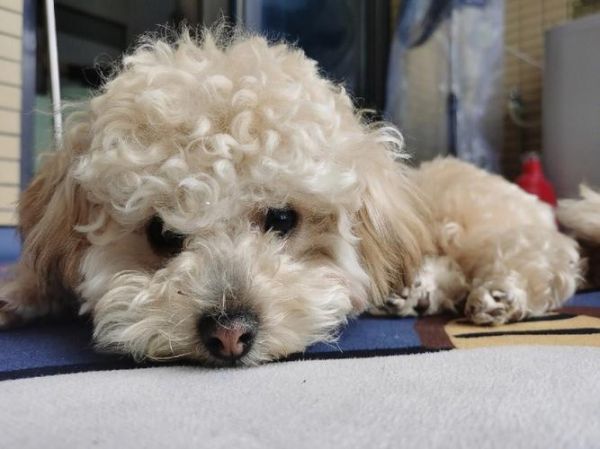 泰迪熊犬(你能接受它的声音吗)