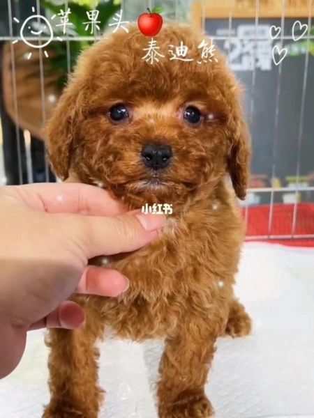 泰迪熊犬价格(到底哪里才是靠谱的购买渠道)