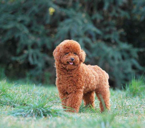 泰迪犬( 难道是它们太聪明了吗)