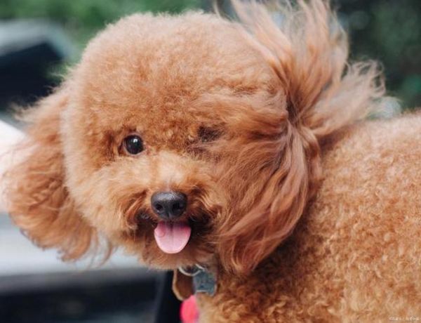 泰迪犬( 难道是它们太聪明了吗)