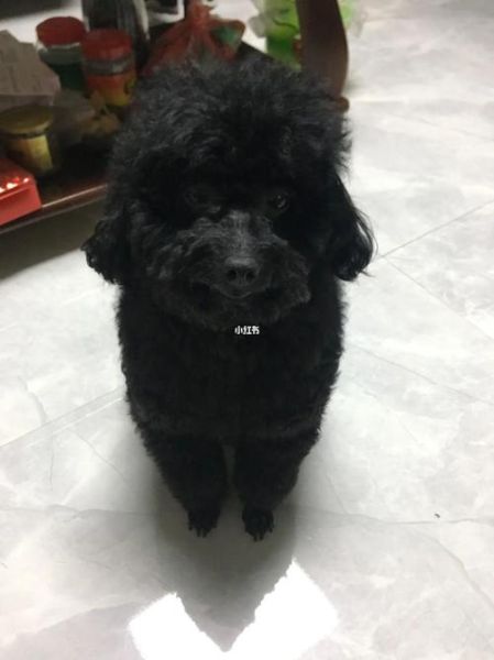 泰迪犬价格(黑色泰迪犬价格为什么更高)