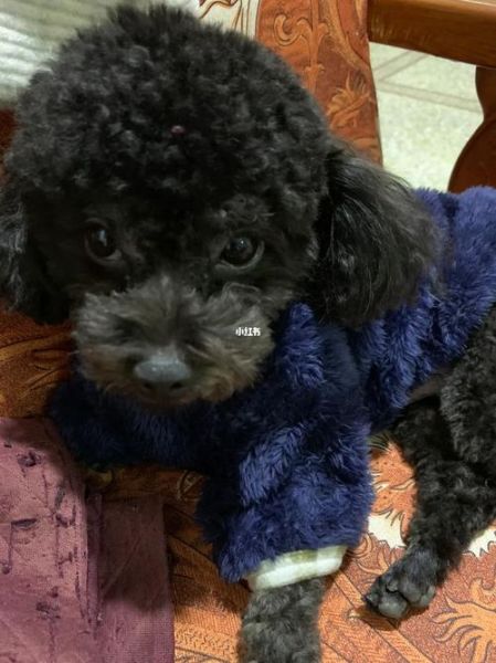 泰迪犬价格(黑色泰迪犬价格为什么更高)