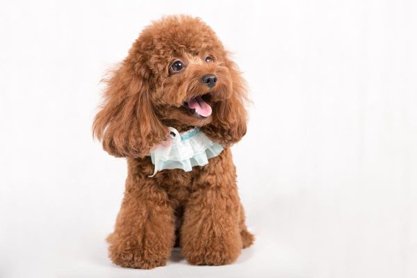 泰迪犬图片(养泰迪犬有什么误区)