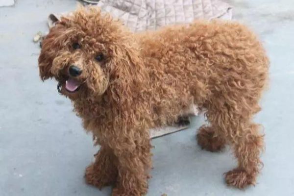 泰迪犬图片(养泰迪犬有什么误区)