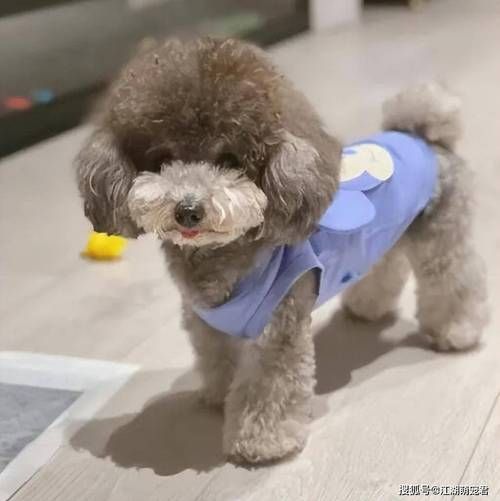 泰迪犬怎么养( 泰迪犬怎么才能不咬人)