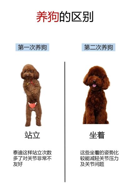 泰迪犬怎么养( 泰迪犬怎么才能不咬人)