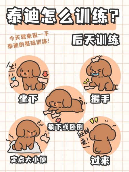 泰迪犬怎样训练(怎样训练它坐下)