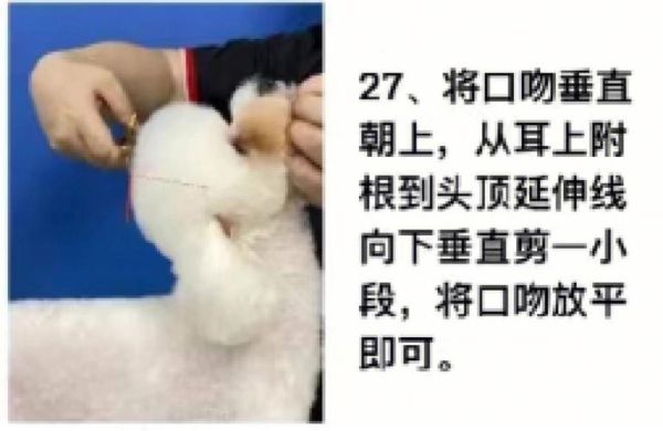 泰迪犬怎样训练(怎样训练它坐下)