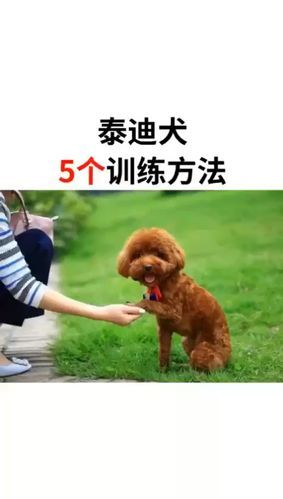 泰迪狗( 怎么训练才有效)