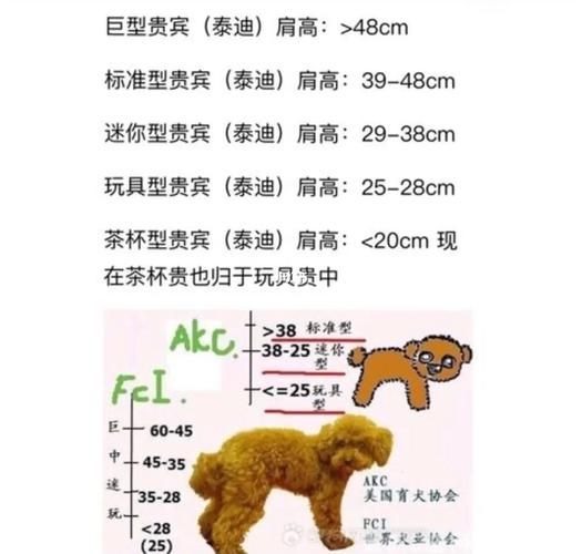 泰迪狗价格(宠物级和赛级怎么选)