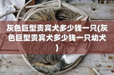 泰迪狗多少钱一只(多少钱才能买到一只)