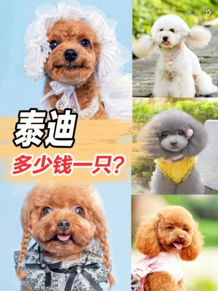 泰迪狗多少钱一只(多少钱才能买到一只)