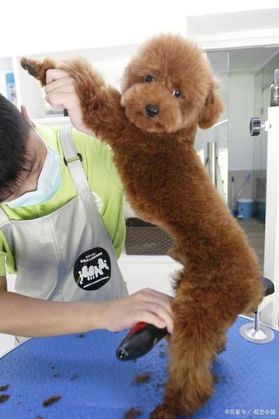 泰迪的训练方法( 怎么让它乖乖听话)
