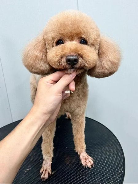 泰迪美容教程(适合的造型也一样吗)