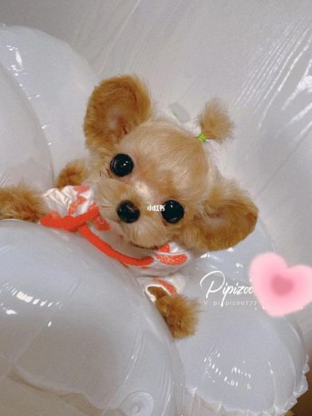 泰迪茶杯犬( 茶杯泰迪的体型真的会长不大吗)