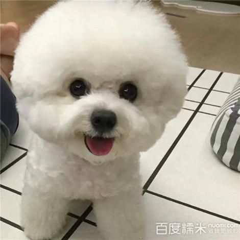 派多格宠物美容(派多格怎么样)