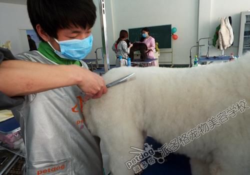 派多格宠物美容培训(派多格宠物美容培训带你入门)
