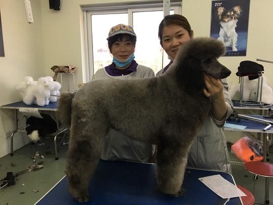 派多格宠物美容学校(派多格宠物美容学校能帮你实现吗)