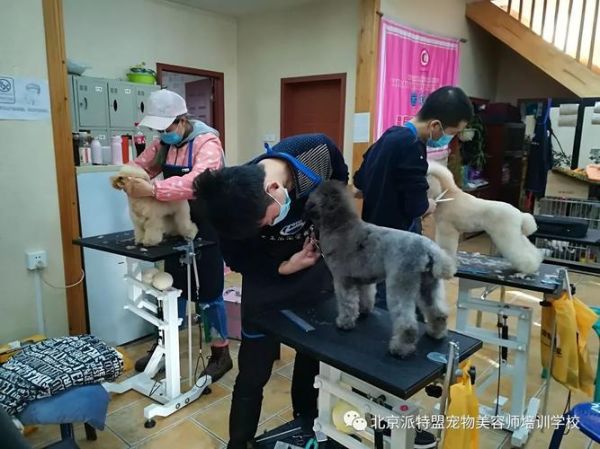 派特盟宠物美容学校( 他们家学费贵吗)
