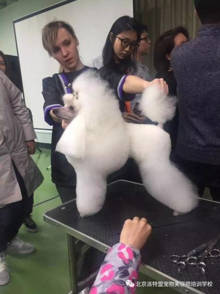 派特盟宠物美容学校( 他们家学费贵吗)