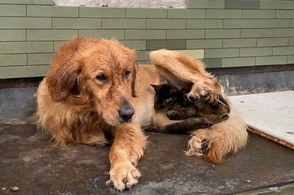 流浪狗和流浪猫(谁更容易获得善意)