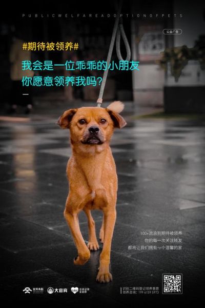 流浪狗领养(你准备好迎接它了吗)