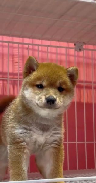 济南宠物网(柴犬价格一般多少)