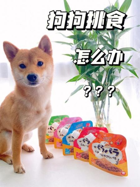 海乐宠(怎么才能让狗狗乖乖吃)