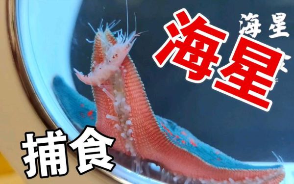 海星吃什么(它们是怎样捕猎的)