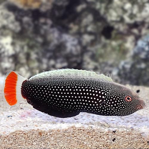 海水观赏鱼( 哪种海水鱼最适合新手)