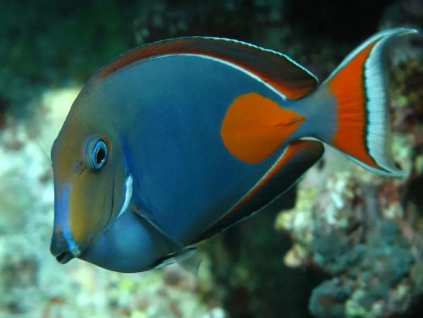 海水观赏鱼论坛( 新手入门有哪些必看内容)