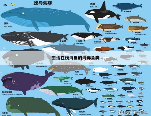 海里的动物(它们的生活方式有什么不同)
