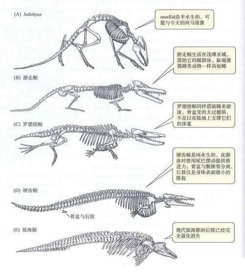 海马和鲸鱼哪个属于真正的鱼(它们谁才是真正的海洋居民)