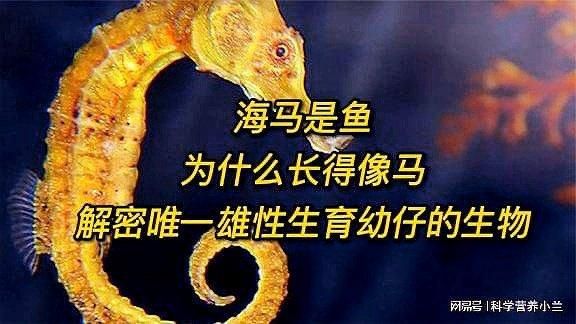 海马是鱼吗(但为什么长得不像鱼呢)