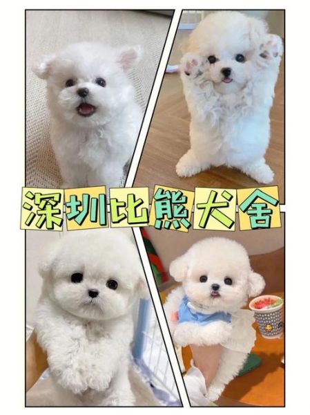 淘狗网(怎么才能找到靠谱的犬舍)