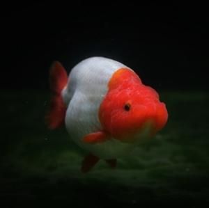淡水观赏鱼图片(哪些又很像金鱼)