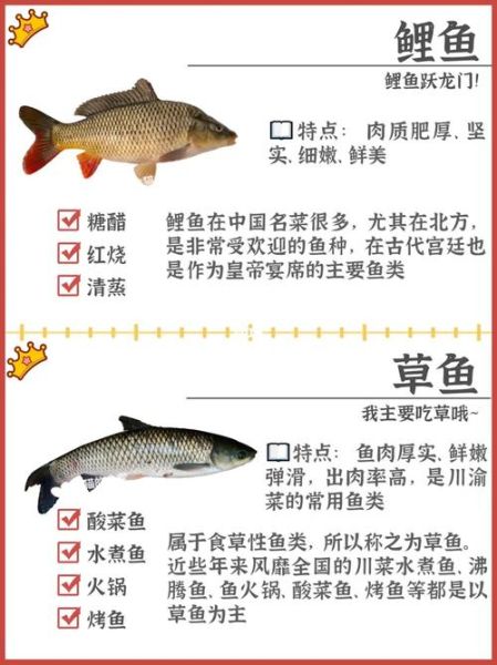 淡水观赏鱼种类(养鱼新手应该先了解哪些品种)